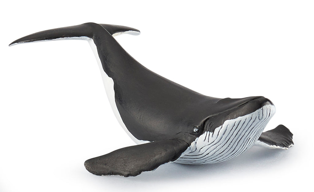 PAPO Morske živali: Mladiček kita grbavca