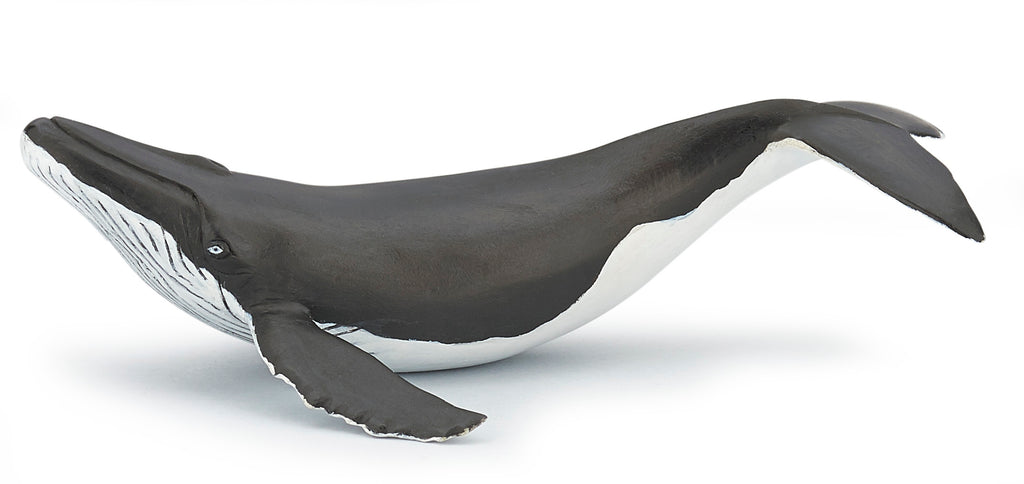 PAPO Morske živali: Mladiček kita grbavca