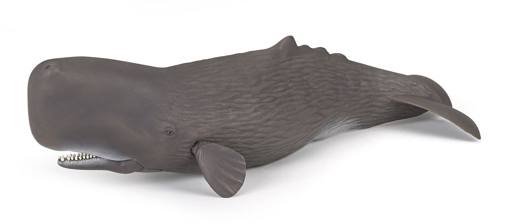 PAPO Morske živali: Kit glavač