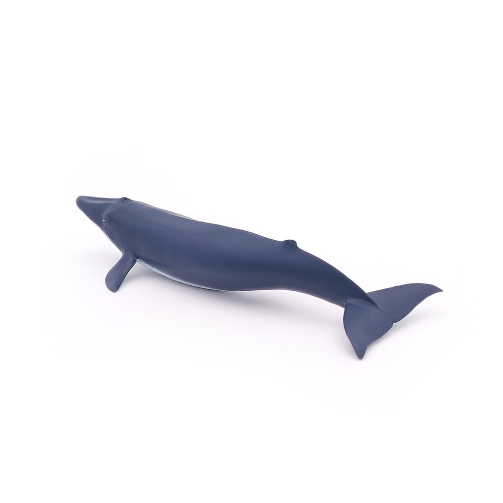 PAPO Morske živali: Mladiček modrega kita