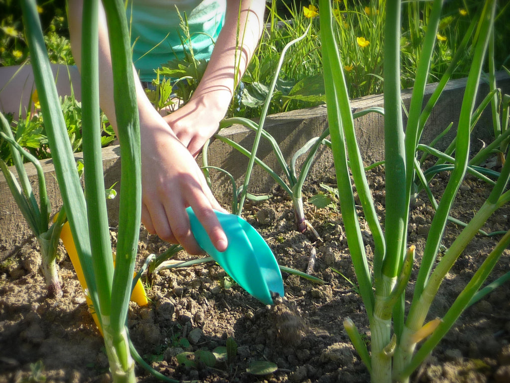 Quut Garden