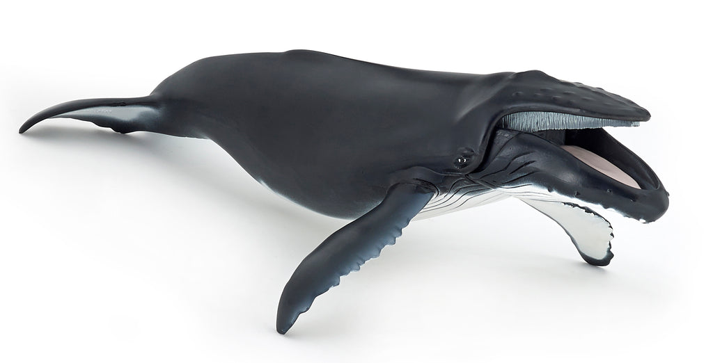 PAPO Morske živali:  Kit grbavec