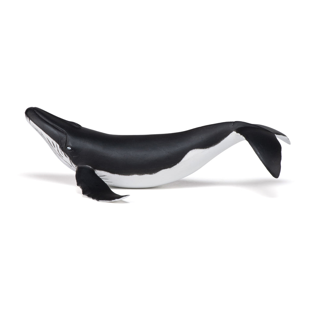 PAPO Morske živali: Kit grbavec mladiček