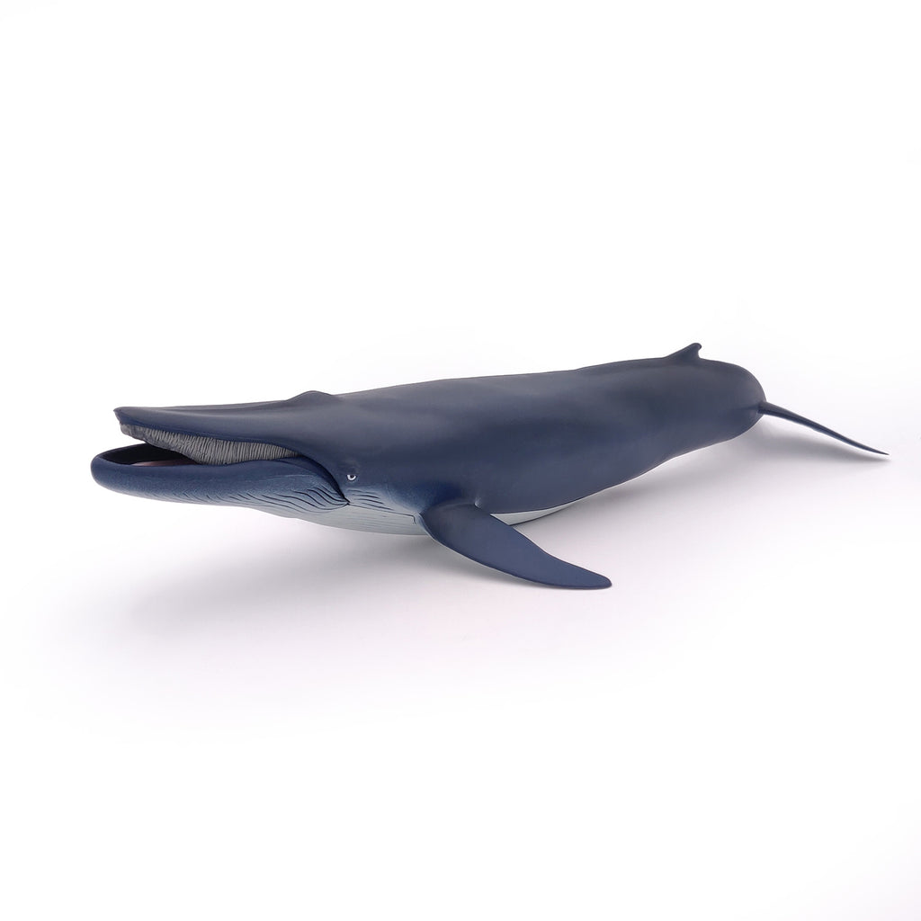 PAPO Morske živali: Modri kit