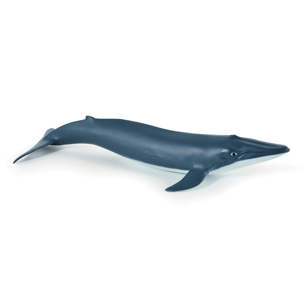 PAPO Morske živali: Mladiček modrega kita